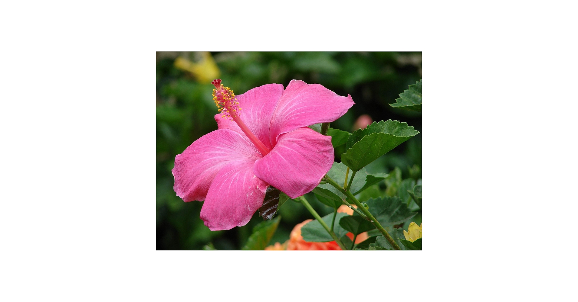 【pink hawaii】 Pink Hawaii Warriors 20